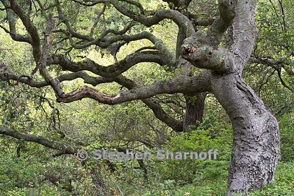 quercus agrifolia 6 graphic